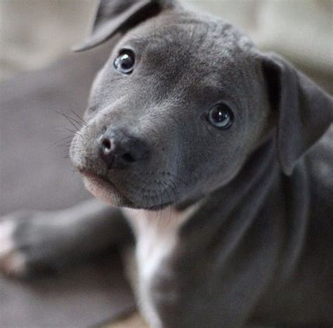 Hey there, blue eyes | Dogs, Staffordshire bull terrier puppies, Blue staffy