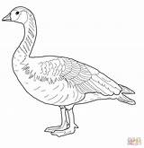 Goose For Coloring Pages sketch template