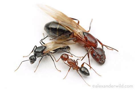 Male ants demystified – MYRMECOS