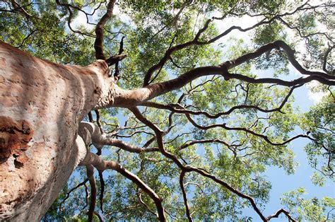 eucalyptus tree view from below with blue sky,Sydney,Australia Photograph by Elisabetta Poggi ...