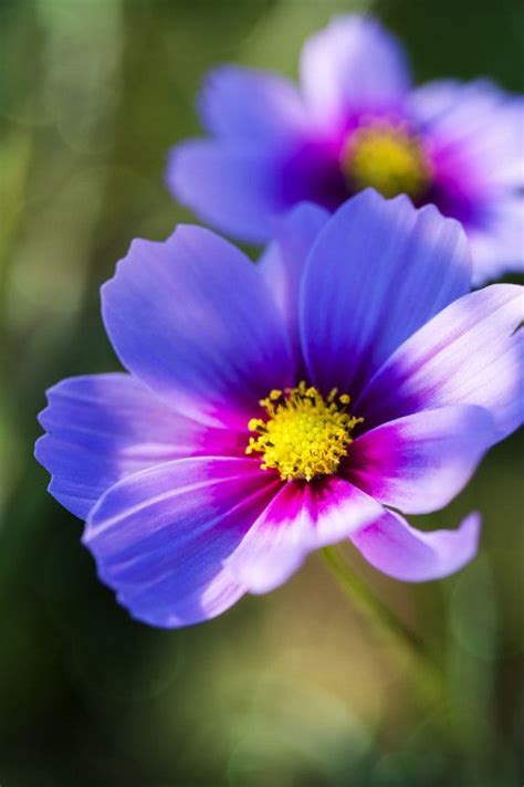 ภเгคк ค๓๏ Cosmos Flowers, Flowers Nature, Amazing Flowers, My Flower, Flower Garden, Beautiful ...