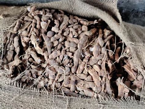 Imli with seed, Packaging Size: 50 kg at ₹ 45/kg in Indore | ID ...