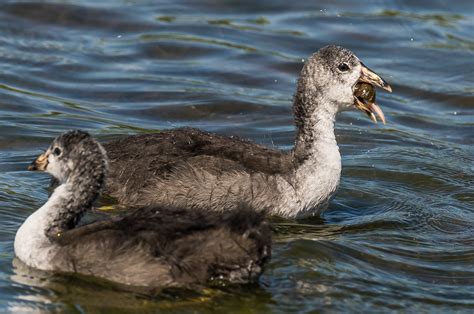 Young Coots | Young Coots feeding on snails | mjeedelbr | Flickr