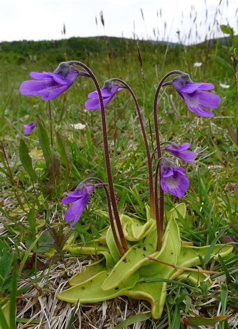 Pinguicula vulgaris (By Andy's Northern Ontario Wildflowers) Insectivorous Plant, Carnivorous ...