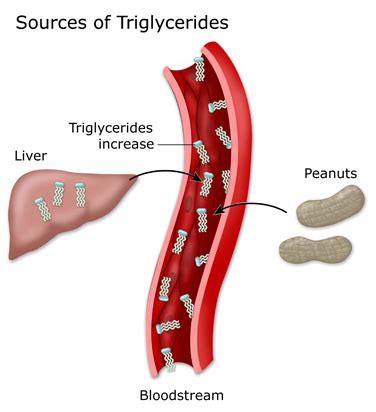 How to Lower Triglycerides | BetterVitamin