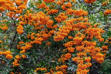 Pyracantha Coccinea (catina rosie) – sfaturi de plantare, ingrijire si ...