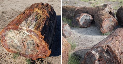 Why Petrified Logs Look Like They've Been Cut (The How and The Why) - Rock Seeker