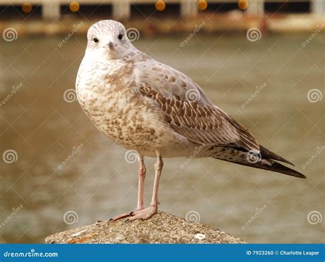 Brown Seagull stock photo. Image of post, wild, feathered - 7923260