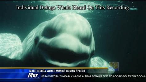 Study: Male beluga whale mimics human speech | cbs8.com