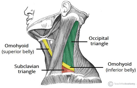 Dr.Suvarna B.Rokade: Posterior triangle of neck