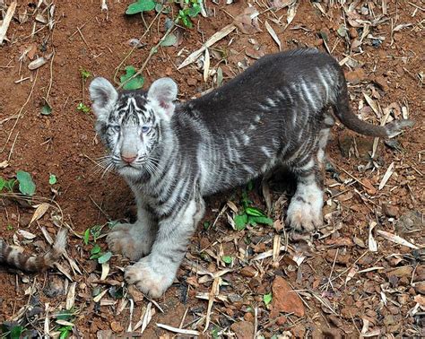 White Tiger Cub - Dominance of Melanin Pigment