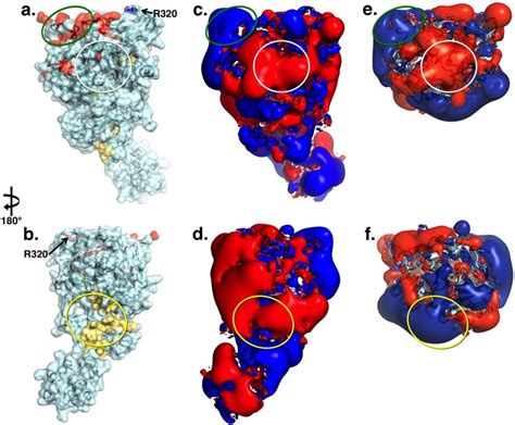 Crystal structure of prothrombin reveals conformational flexibility and mechanism of activation ...