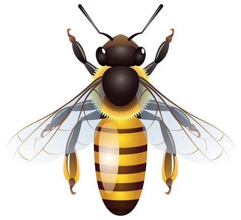 Bees Clipart Transparent Background Realistic Bee Clipart Png Images | The Best Porn Website