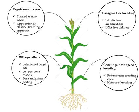 Future perspectives of novel plant breeding techniques for genetic ...