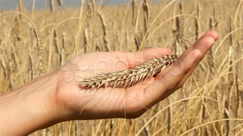 Hand Separating The Wheat From The Chaff. Stock Footage - YouTube