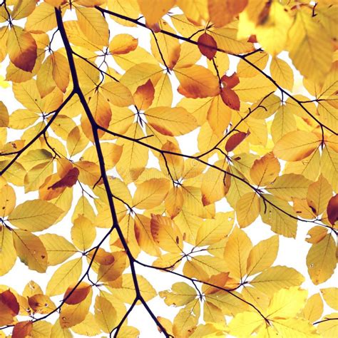 Abstract Autumn Leaves Background Stock Image - Image of autumn, yellow: 62450223