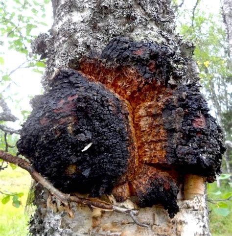 12 Reasons Why Chaga Mushrooms May Be the New Black Gold — BlateCo