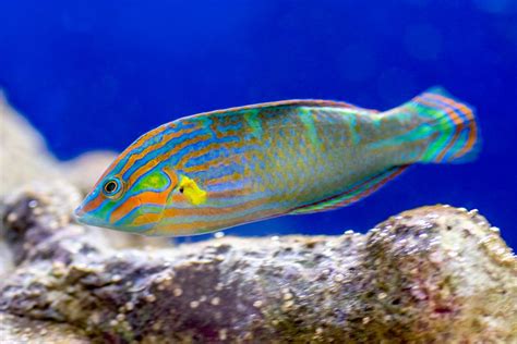 Stunning Photos of Different Types of Wrasse Fish