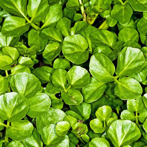 Watercress | Nasturtium officinalis | SUBA SEEDS COMPANY Spa