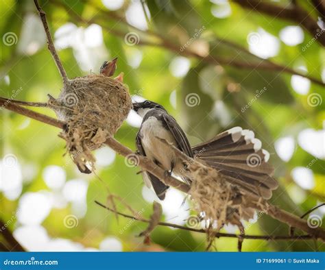 Bird feeding baby birds stock image. Image of funny, bird - 71699061