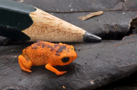 Tiny Brazilian frogs are poor jumpers because their ear canals are too small » TrueViralNews