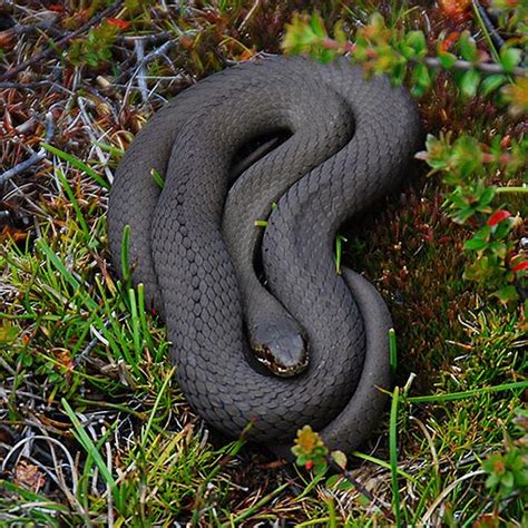 White-lipped snake | About Tasmania