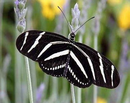 Zebra Butterfly - Insects Morphology