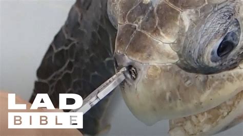 Trash Isles: Turtle Gets Plastic Straw Removed From Its Nose By ...