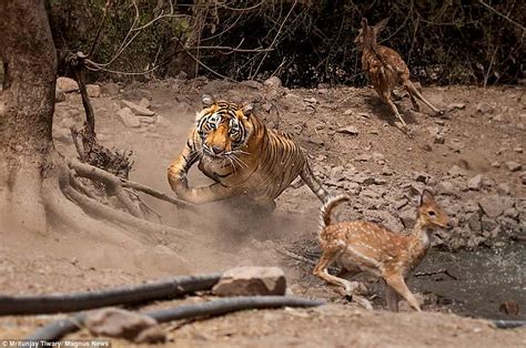 Deer survives dramatic ambush by tiger in Indian wildlife reserve - Big ...