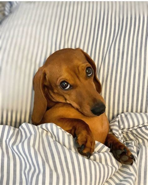 14 Photos Of The Funniest Dachshunds You Have Ever Seen | Page 3 of 3 | PetPress