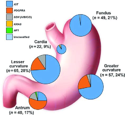 Distribution of mutations in gastric GIST. Schematic of the stomach ...