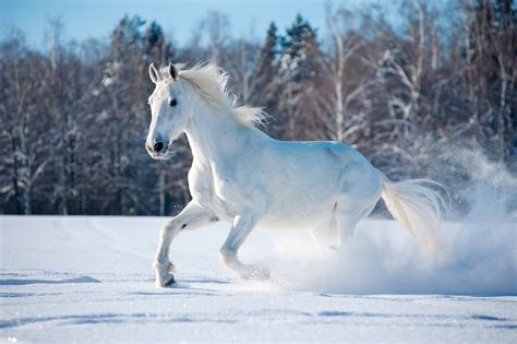 Wallpaper horse, cute animals, snow, winter, 5k, Animals #17108