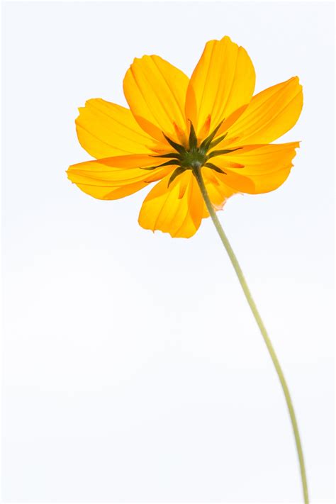 Yellow petaled flower on white background low angle photography HD ...