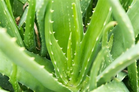 Succulent Specialists Share Their Favourite Ways To Propagate New Aloe Plants | Horticulture ...