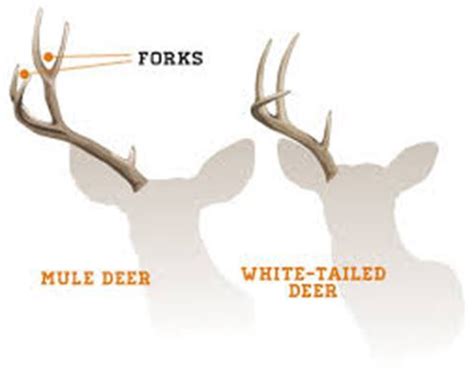 Identifying the Differences Between Mule & Whitetail Deer – Foundry ...