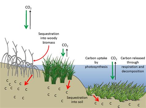 The role of wetlands in climate change adaptation is under appreciated | MedWet