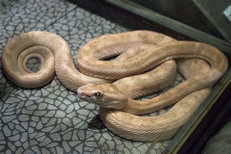 Venomous snakes of Okinawa-Japan | Okinawa Nature Photography