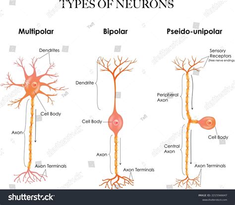 Types Neurons Multipolar Pseudounipolar Bipolar Structure: стоковая ...