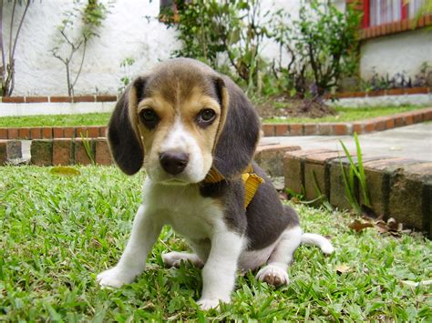 File:Beagle puppy sitting on grass.jpg - Wikimedia Commons