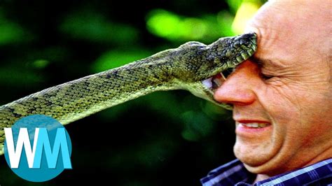 Top 10 des serpents les plus DANGEREUX du monde ! - YouTube