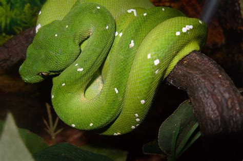 Green Tree Python Facts | Anatomy, Diet, Habitat, Behavior - Animals Time