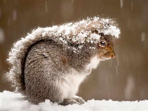 Squirrel in Snow