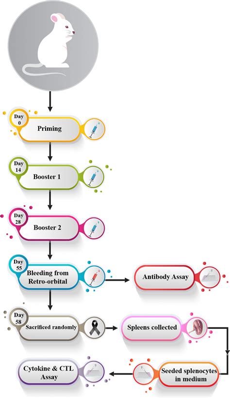 The schematic model of the designed multi-epitope peptide constructs: a... | Download Scientific ...