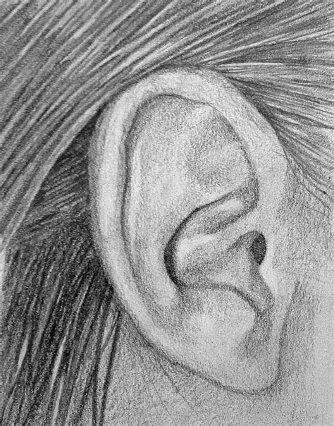 The Workings of Sophie Egler: Ear Drawing