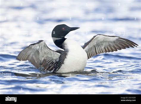 Common Loon Breeding Plumage Flapping Wings Stock Photo - Alamy