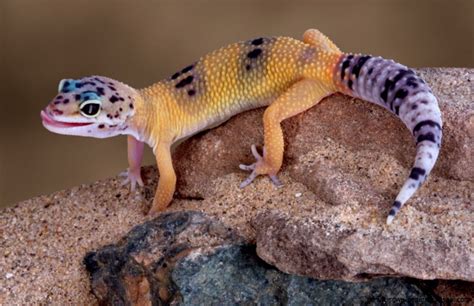 Purple Leopard Gecko | Amazing Wallpapers