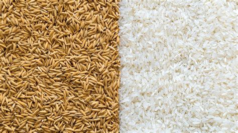 Scientists explore roadmap for larger, greener global rice production ...