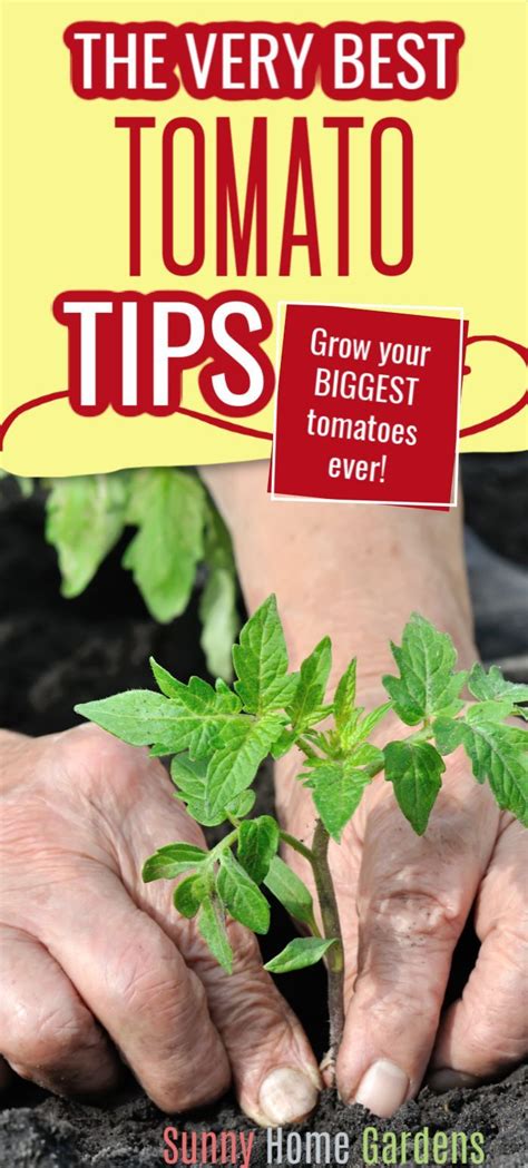 Tomato Plants Growing Tips#growing #plants #tips #tomato | Growing tomatoes, Backyard vegetable ...