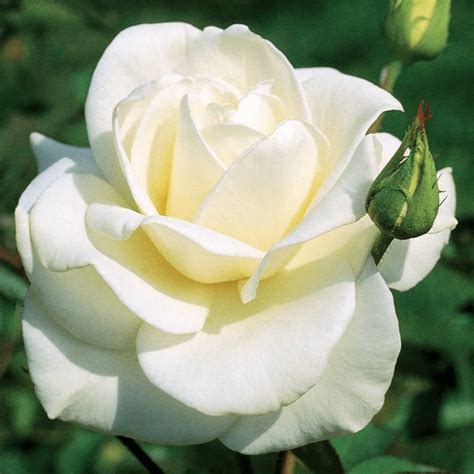 10 Hybrid Tea Rose Varieties to Grow - Birds and Blooms