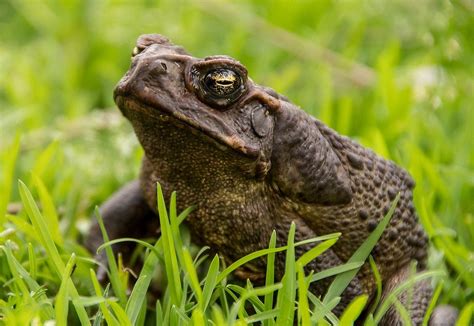 The Australian Effort to Eradicate Cane Toads | by Niko McCarty | Codon ...